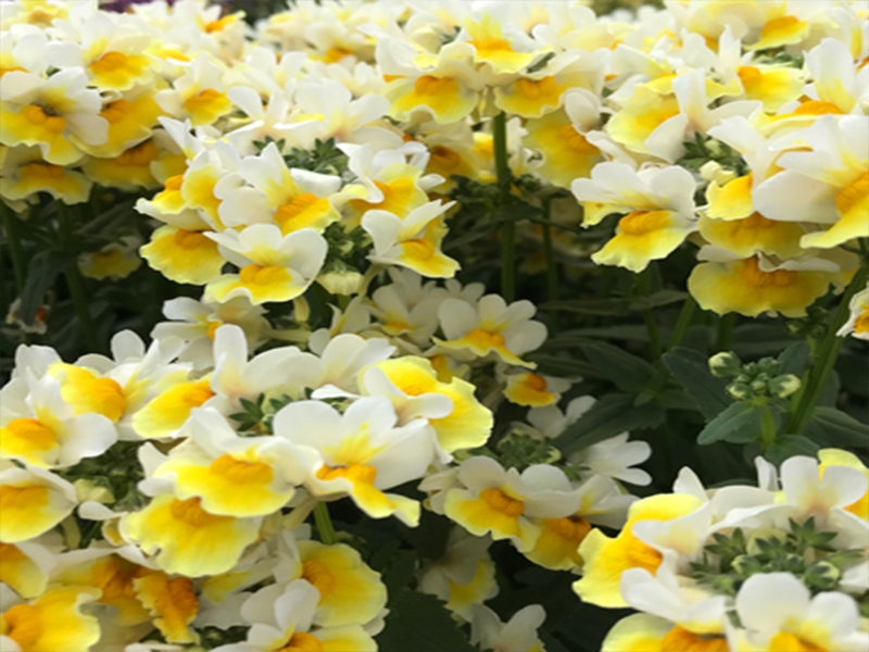 Nemesia Aroma Banana Split in 1L pot - Merryhatton Garden Centre