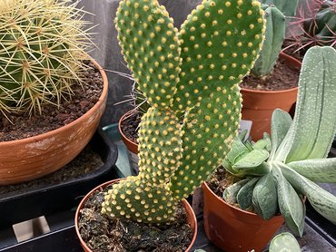 Opuntia microdasys in an 8.5cm pot