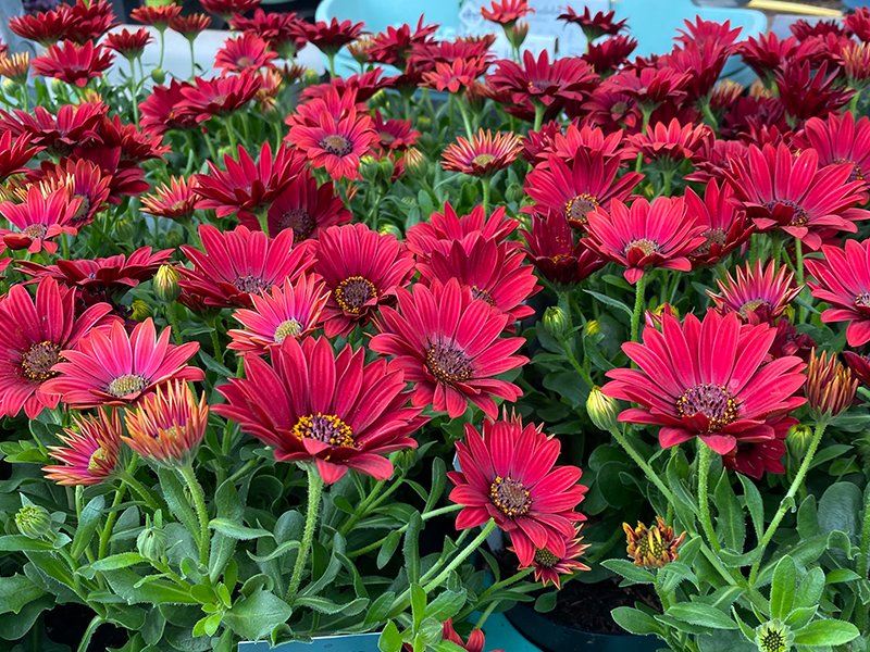 Osteospermum Red - Merryhatton Garden Centre