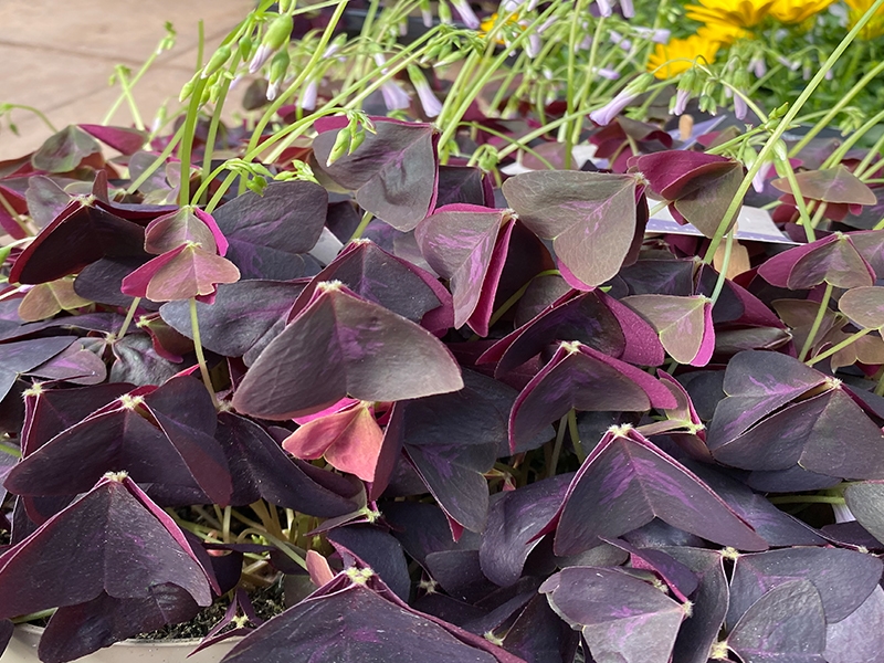 Oxalis Triangularis Pink - Merryhatton Garden Centre