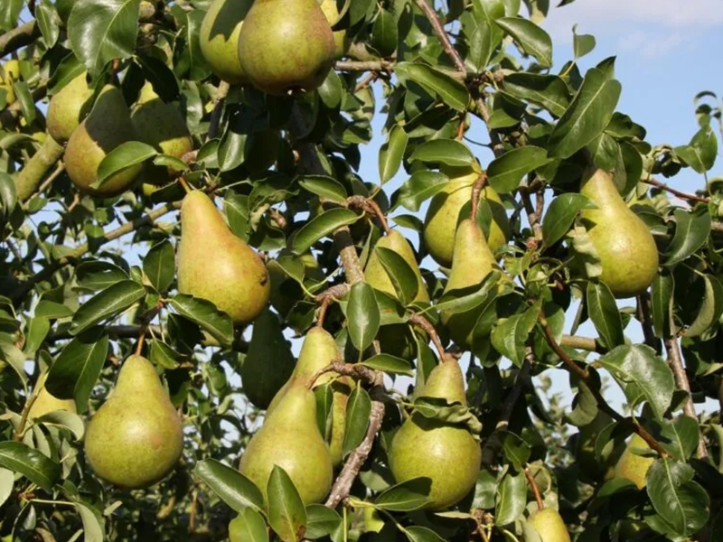 Pear (Pyrus) Concorde - Merryhatton Garden Centre