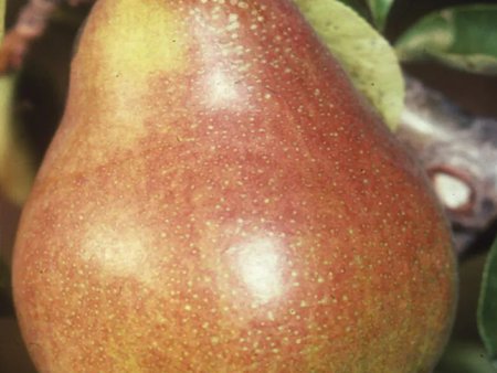 Pear (Pyrus) Doyenne du Comice