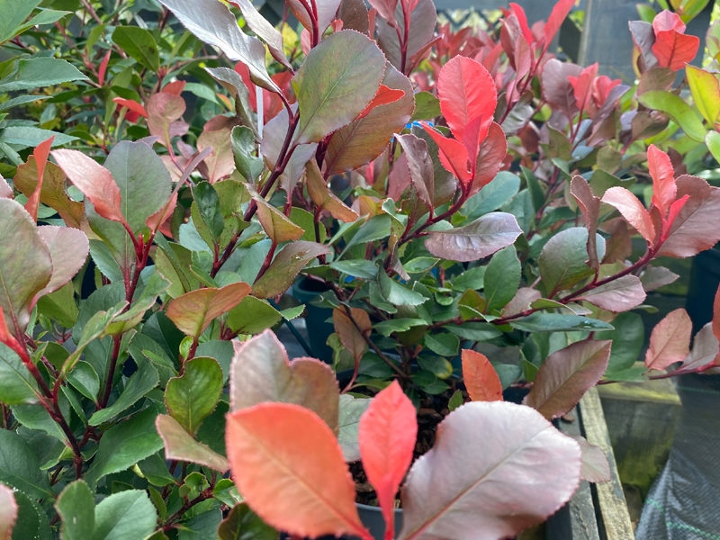 Photinia x fras. Little Red Robin 4.5L - Merryhatton Garden Centre