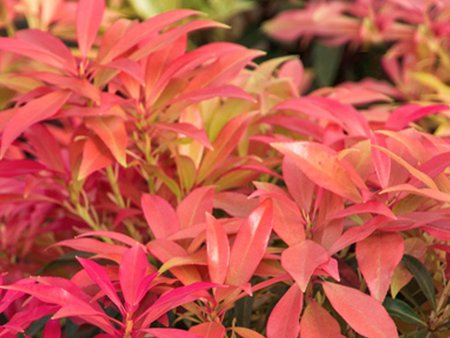 Pieris jap. Forest Flame