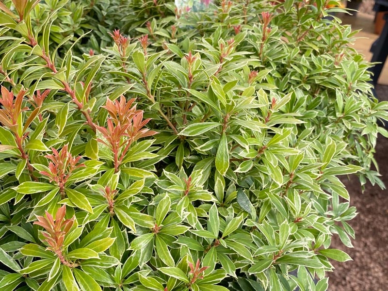 Pieris jap.little goldy - Merryhatton Garden Centre