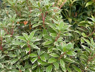 Pieris jap. Little Heath