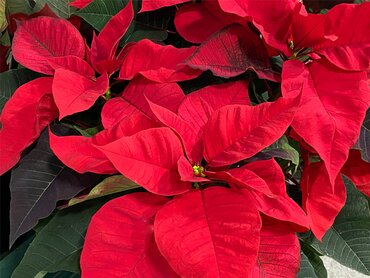 Poinsettia Scottish Grown in a 13cm pot - image 1