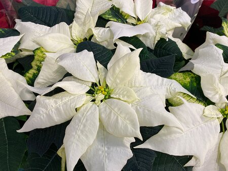 Poinsettia Scottish Grown in a 13cm pot - image 2