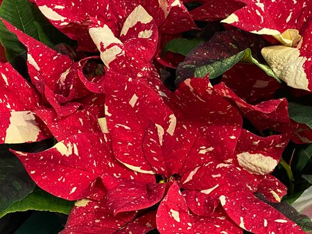 Poinsettia Scottish Grown in a 13cm pot - image 3