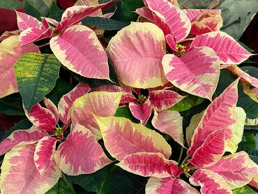 Poinsettia Scottish Grown in a 13cm pot - image 4