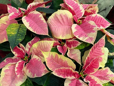 Poinsettia Scottish Grown in a 15cm pot - image 4