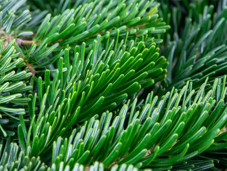 Pot-grown Nordmann Fir 60/80cm