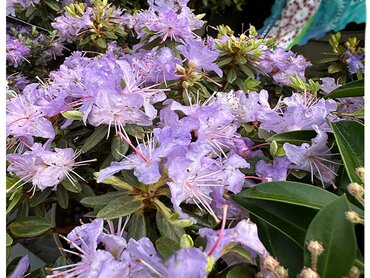 Rhododendrons Dwarf Leni in a 3L pot