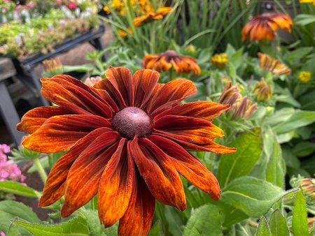 Rudbeckia Hirta Cappuccino in 3L pot