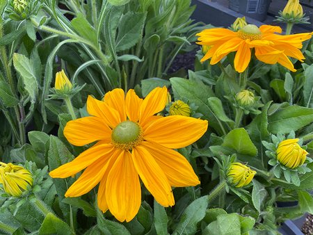 Rudbeckia Sunbeckia Ophelia in 3L pot