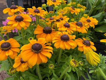 Rudbeckia Toto Gold in 3L pot