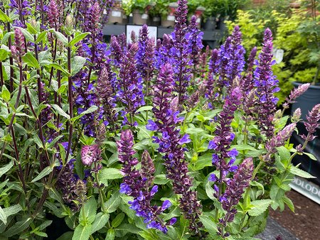 Salvia Blue Marvel in 2L pot