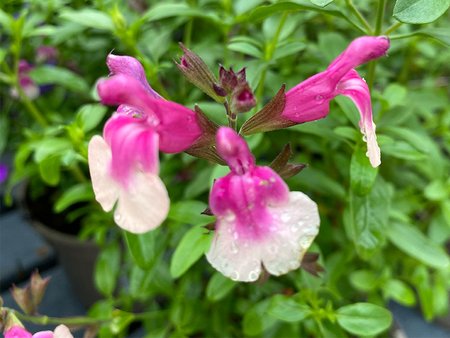 Salvia Mirage Rose Bicolor