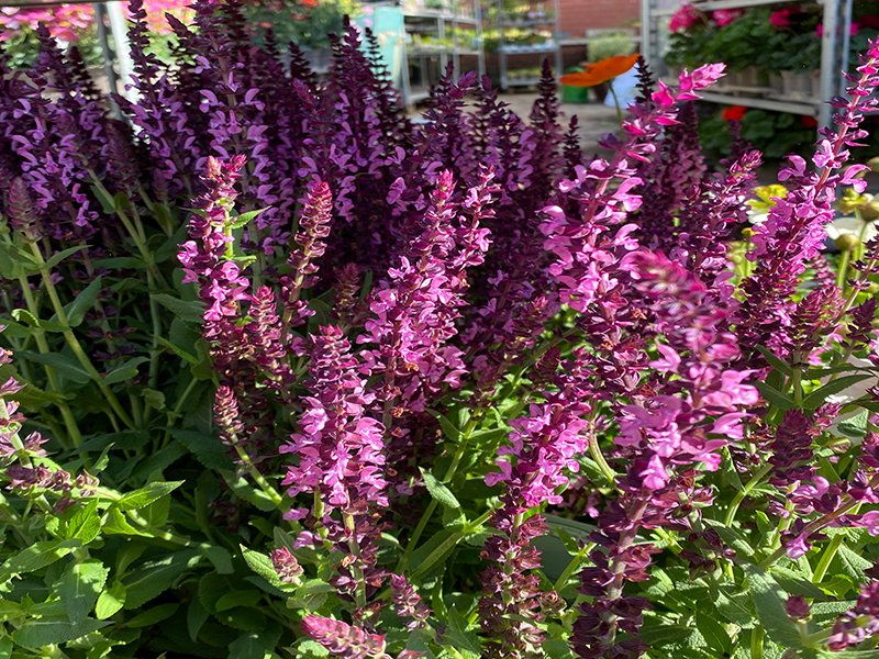 Salvia Nem.Sens.Pink - Merryhatton Garden Centre