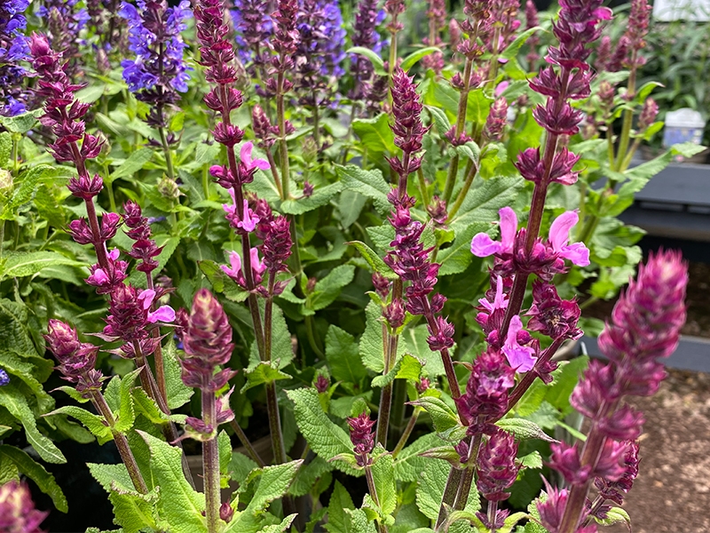 Salvia Rose Marvel - Merryhatton Garden Centre