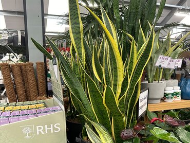 Sansevieria laurentii