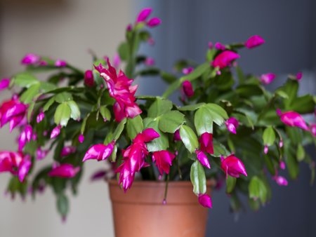 Schlumbergera (Christmas Cactus) in a 12cm pot