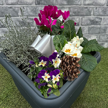 Seasonal Planter in lightweight pot - image 1