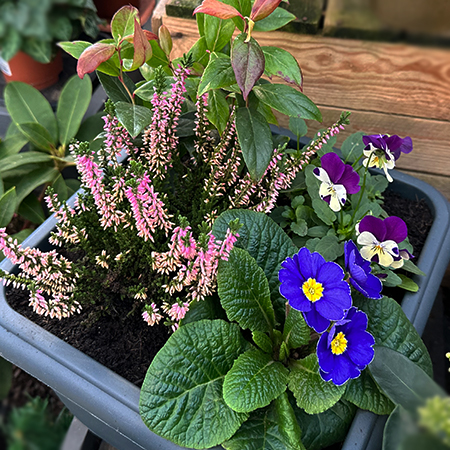 Seasonal Planter in lightweight pot - image 2