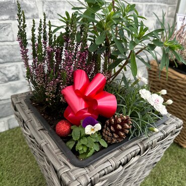 Seasonal Planter in Rattan-effect pot - image 2