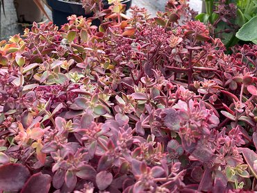 Sedum Sunsparkler Wildfire in 1L pot