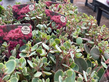 Sedum Superstar  in 2L pot