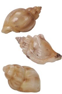 Shells pack of 3