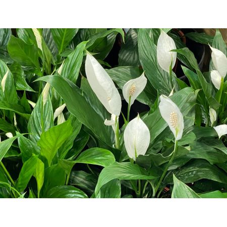 Spathiphyllum bingo in a 17cm pot