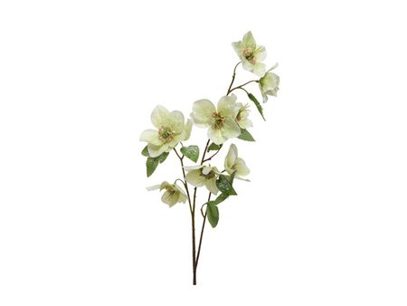 Spray helleborus on stem polyester with snow finish