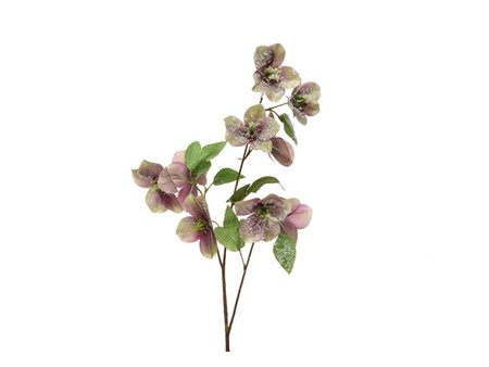 Spray helleborus on stem  with snow finish