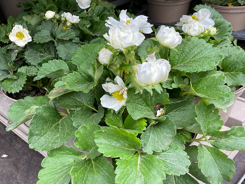 Strawberry Summer Breeze Snow in 1.5L pot - Merryhatton Garden Centre