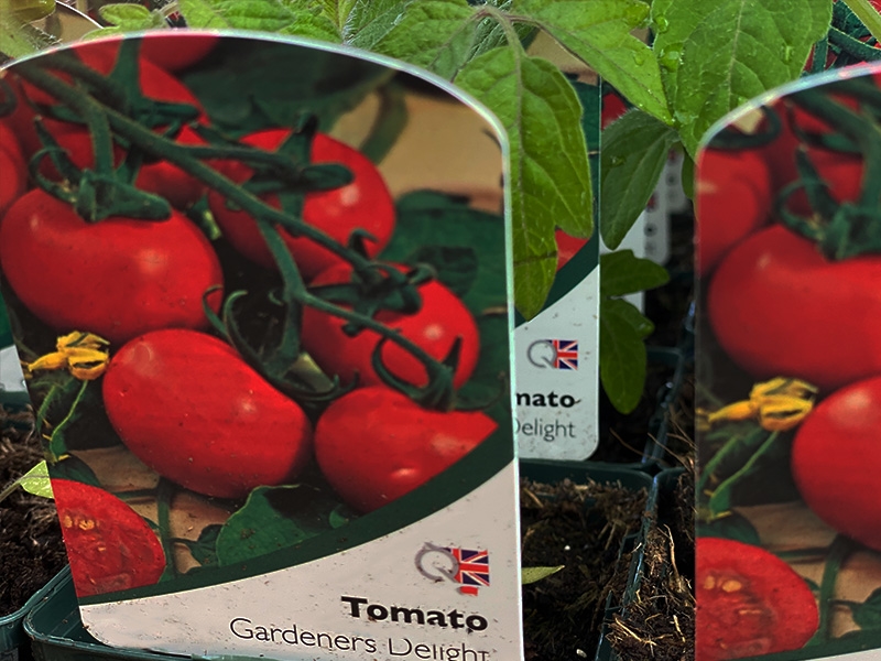 Tomato Gardeners Delight - Merryhatton Garden Centre