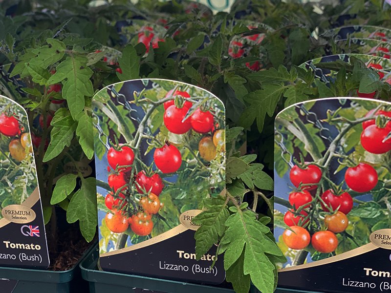 Tomato Lizzano - Merryhatton Garden Centre