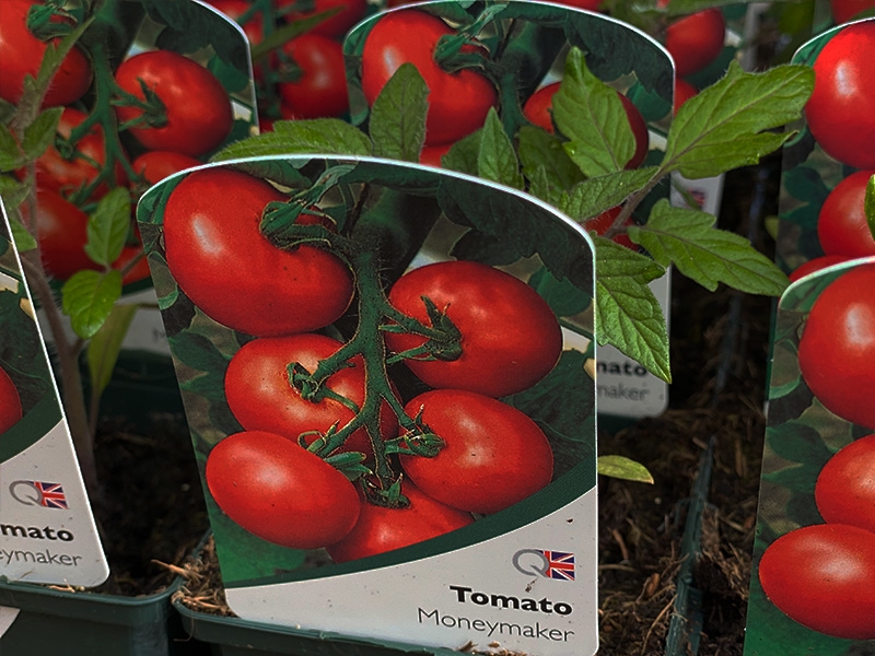 Tomato Moneymaker - Merryhatton Garden Centre