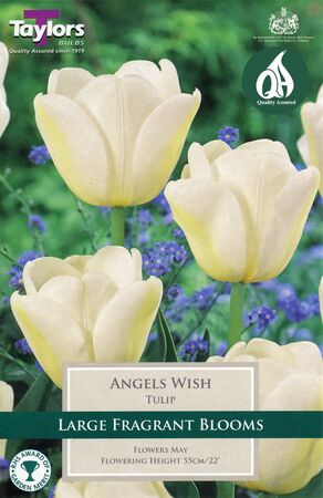 Tulip Angels Wish 11-12 P/P