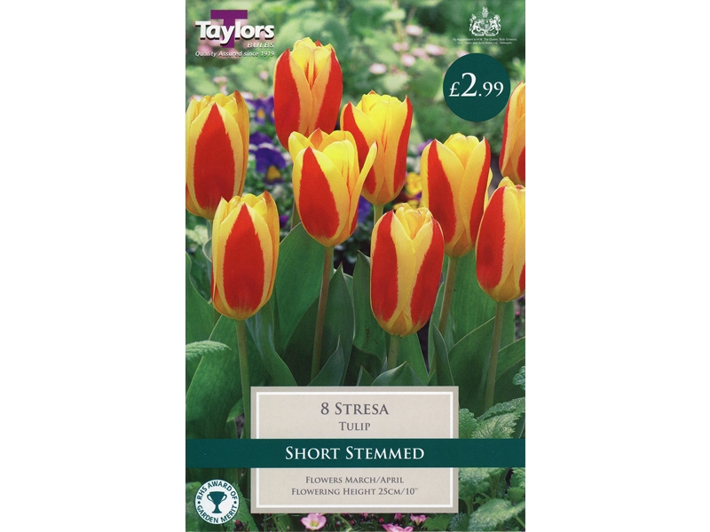 Tulip Stresa - Merryhatton Garden Centre