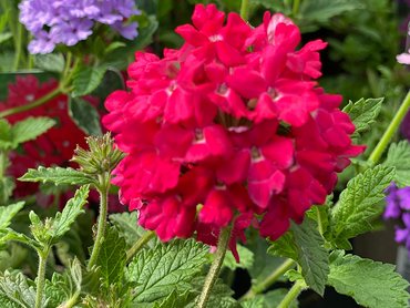 Verbena Hardy Edith Eddleman  in 1.5L pot